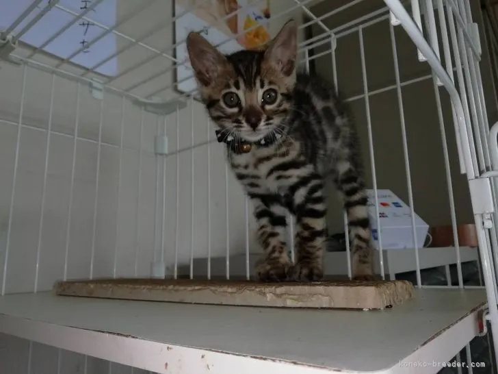 ID：2204-01191の子猫