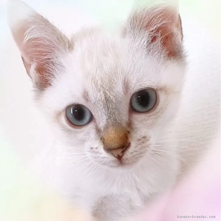ID：2406-00520の子猫
