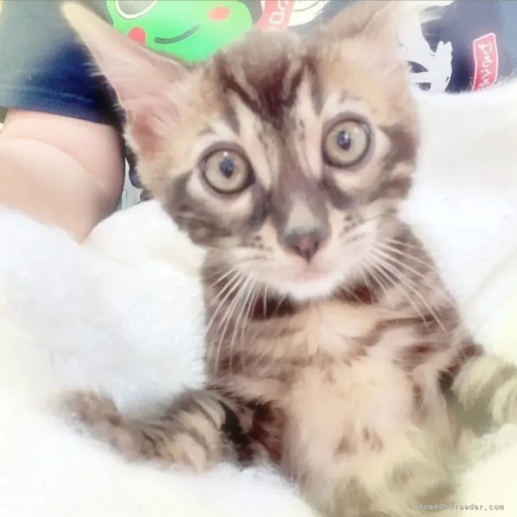 ID：2303-01111の子猫