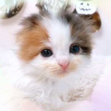 スコティッシュフォールド【愛知県・女の子・2023年9月24日・キャリコ】の写真「♡ふわふわロング♡」