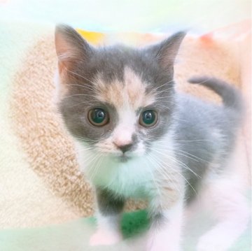 スコティッシュフォールド(立ち耳)【愛知県・女の子・2023年11月12日・ダイリュートキャリコ】の写真「ママ似な可愛い女の子♡」