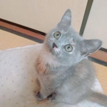 スコティッシュフォールド(立ち耳)【愛知県・女の子・2022年4月19日・ブルー】の写真「★すぐにお迎え可能です★」