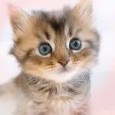 MIX♡スコチン×ソマリ【愛知県・女の子・2023年3月9日・ブラウン】の写真1「4/13 撮影♡」