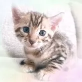 ベンガル【愛知県・男の子・2024年8月22日・ブラウンスポティッドタビー】の写真1