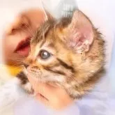 ベンガル【愛知県・女の子・2023年9月16日・ブラウンスポティッドタビー】の写真2