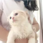 スコティッシュフォールド(折れ耳)【愛知県・男の子・2023年5月12日・クリーム&ホワイト】の写真2