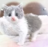 スコティッシュフォールド(立ち耳)【愛知県・女の子・2023年11月12日・ブルー&ホワイト】の写真2