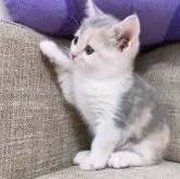 スコティッシュフォールド(立ち耳)【愛知県・女の子・2024年5月24日・キャリコ】の写真3