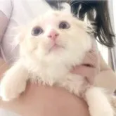 スコティッシュフォールド(折れ耳)【愛知県・男の子・2023年5月12日・クリーム&ホワイト】の写真3