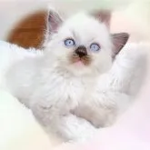 ラグドール【愛知県・男の子・2023年9月15日・シールポイントミテッド】の写真3