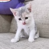 スコティッシュフォールド(立ち耳)【愛知県・女の子・2024年5月24日・キャリコ】の写真4