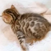 ベンガル【愛知県・男の子・2023年2月25日・ブラウンスポティッドタビー】の写真4