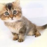 MIX♡スコチン×ソマリ【愛知県・女の子・2023年3月9日・ブラウン】の写真4