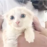 スコティッシュフォールド(折れ耳)【愛知県・男の子・2023年5月12日・クリーム&ホワイト】の写真4