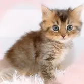 MIX♡スコチン×ソマリ【愛知県・女の子・2023年3月9日・ブラウン】の写真4