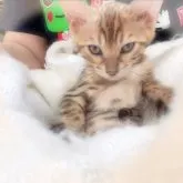 ベンガル【愛知県・女の子・2023年2月22日・ブラウンスポティッドタビー】の写真5「ちょっとビ◯ス様みたい...笑そこも可愛い💕」