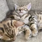 ベンガル【愛知県・男の子・2024年8月22日・ブラウンスポティッドタビー】の写真5