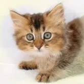 MIX♡スコチン×ソマリ【愛知県・女の子・2023年3月9日・ブラウン】の写真5