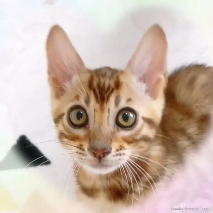 ID:2504-01248の子猫