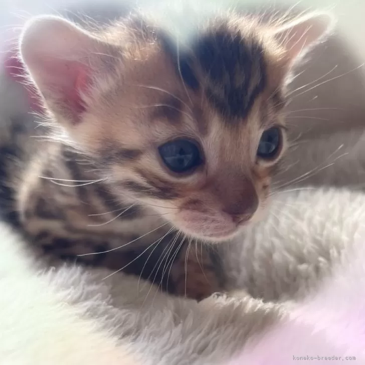 ID:2503-00885の子猫