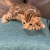 ベンガル
