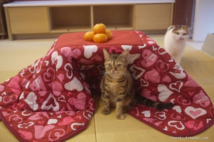 お部屋に猫ちゃん用こたつおいてみました｜谷本　マリ子(たにもと　まりこ)ブリーダー(広島県・ラグドールなど・スマイルキャットクラブ登録)の紹介写真2