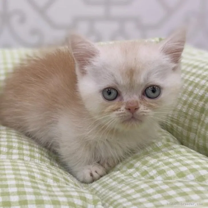 ID：2305-01196の子猫