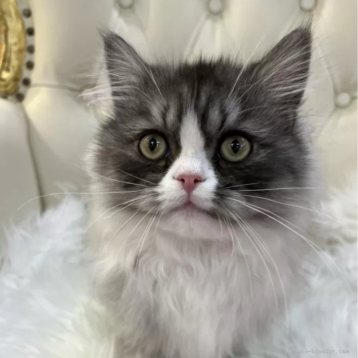ID：2310-02251の子猫