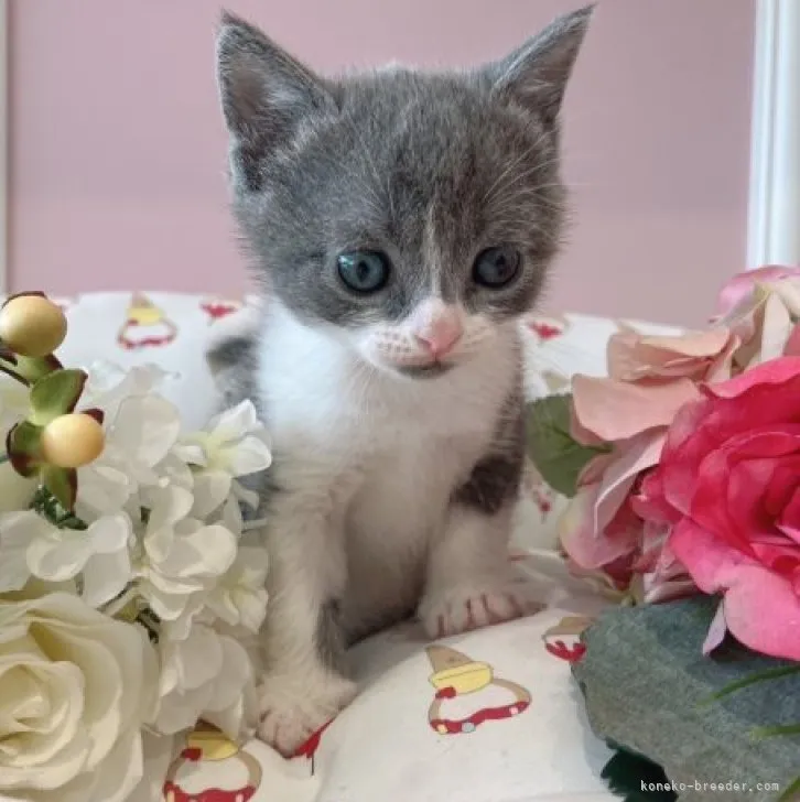 ID:2304-00374の子猫