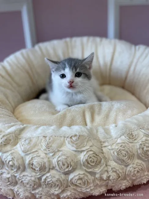 ID:2109-00947の子猫