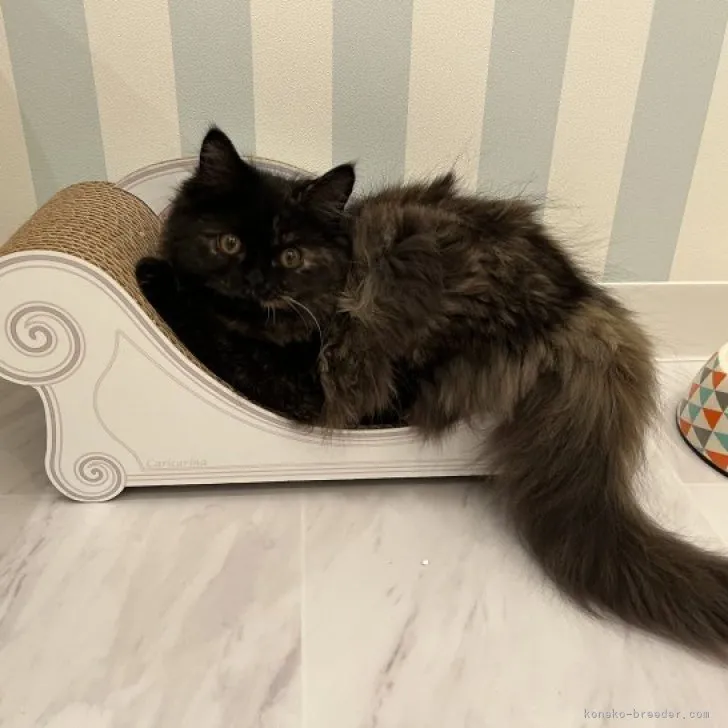 ID:2307-02044の子猫