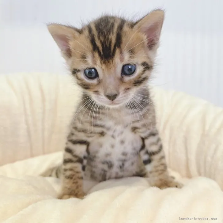 ID:2308-03315の子猫