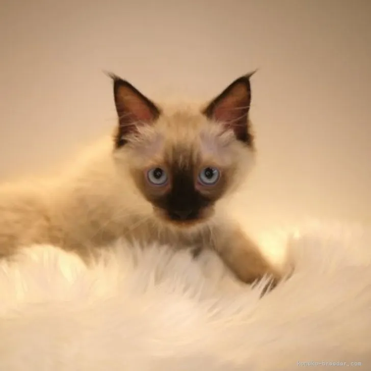 ID:2303-00140の子猫