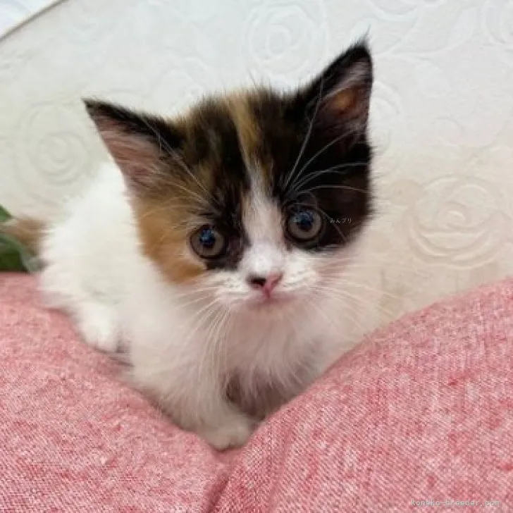 ID:2307-02048の子猫