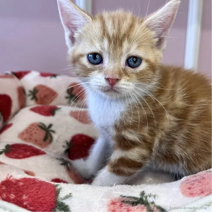 ID:2404-01202の子猫
