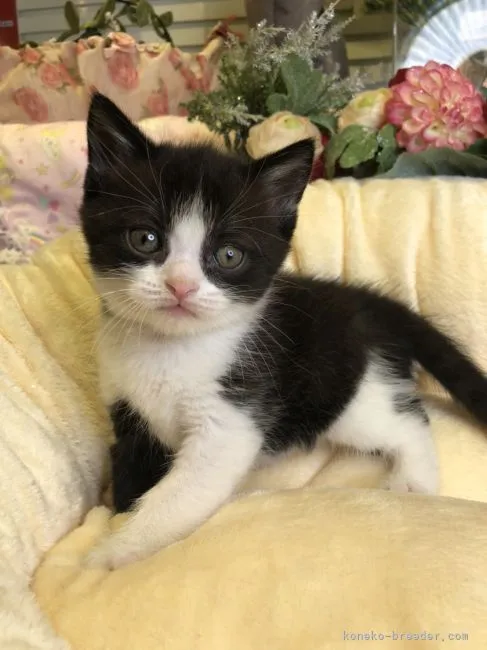 ID：2105-00540の子猫