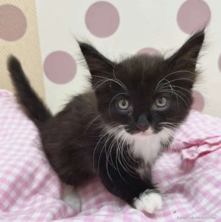 ID：2307-00411の子猫