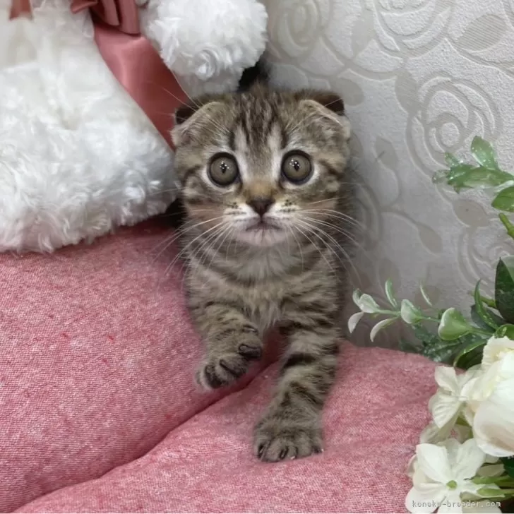 ID:2404-01446の子猫