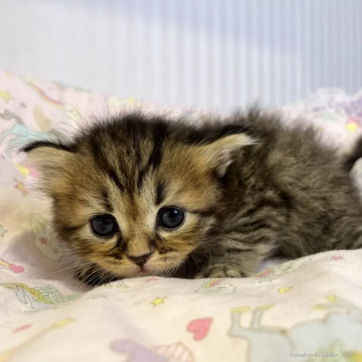 ID:2308-01079の子猫