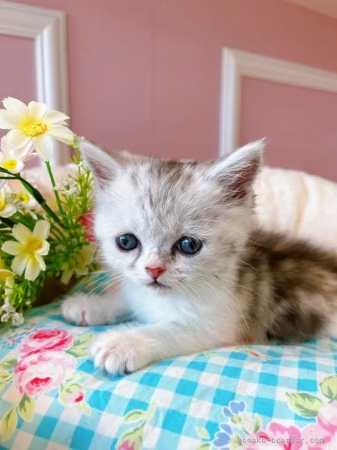 ID:2205-02750の子猫