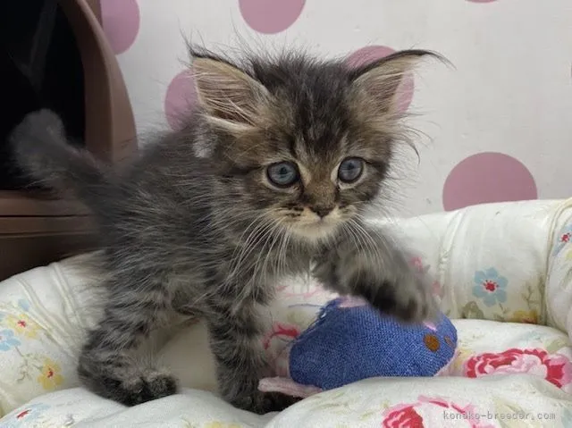 ID:2106-01007の子猫