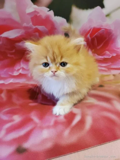 ID：2111-01961の子猫