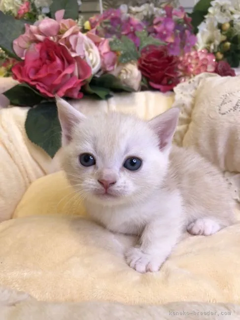ID:2106-00997の子猫