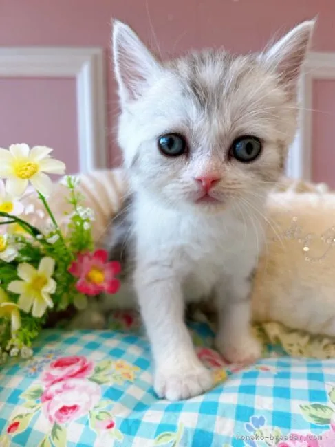 ID：2205-02748の子猫