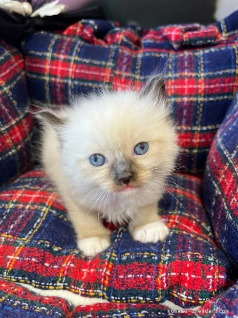 ID：2202-00509の子猫