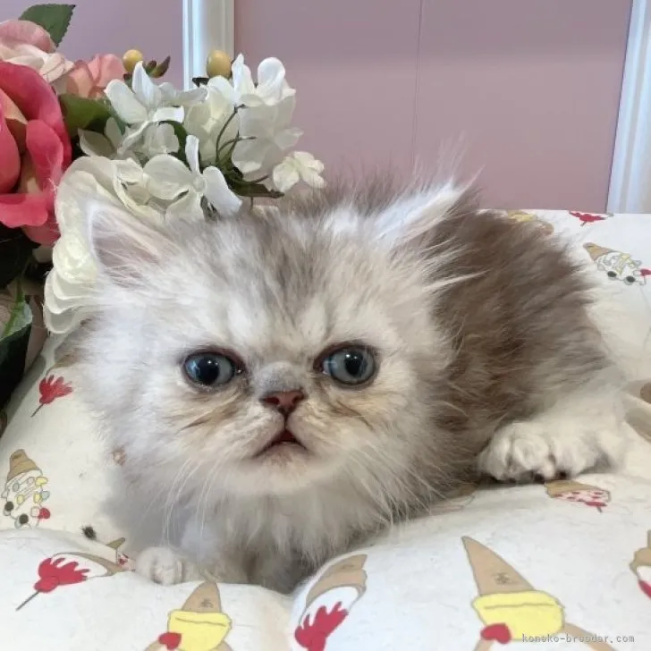 ID：2305-00546の子猫