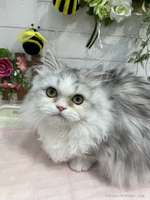ID:2110-01501の子猫