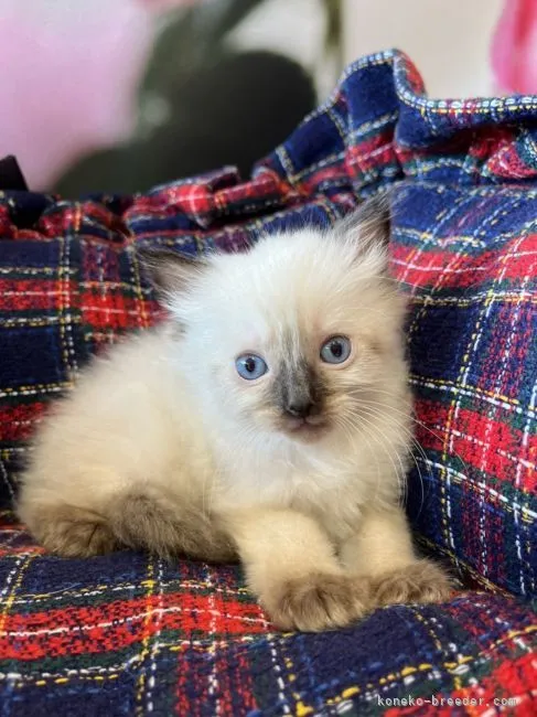 ID:2201-01116の子猫