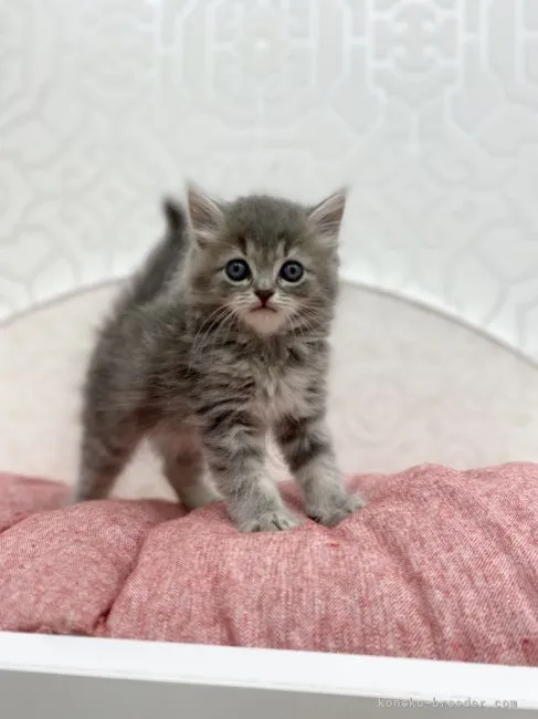 ID:2106-01519の子猫