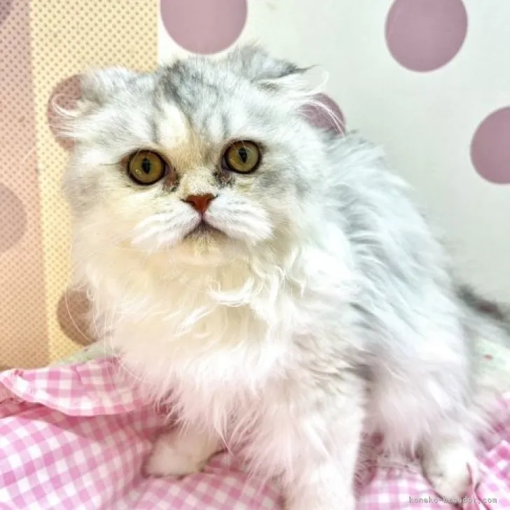 ID：2211-00780の子猫